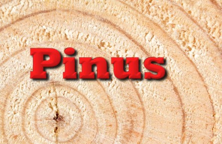 Pinus não é tudo igual