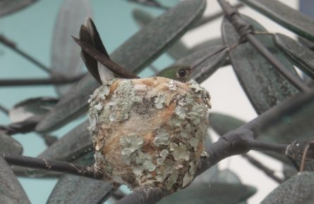 A arte imita a vida – Beija-flor adota escultura como refugio