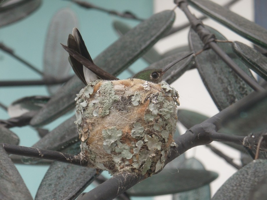 A arte imita a vida – Beija-flor adota escultura como refugio