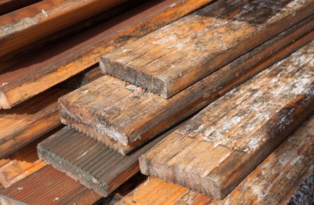 Fungos e mofos em madeira – como evitar e remover