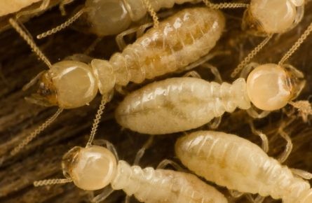 Cupins: tudo o que você precisa saber sobre essa praga